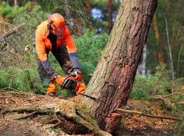 How Our Tree Care Process Works  in  Hialeah, FL